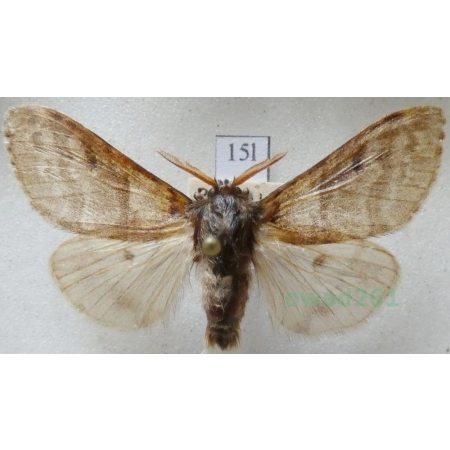 Calliteara pudibunda (Linnaeus, 1758) male Szczotecznica szarawka Czech15l